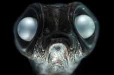 Bild: Bathylagus arcticus, ein Fisch aus der Tiefsee. (Foto: Solvin Zankl)